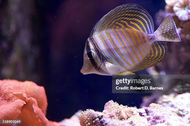 desjardini sailfin tang in aquarium - zebrasoma veliferum stock pictures, royalty-free photos & images