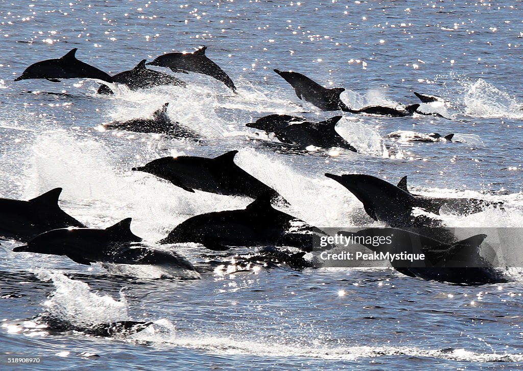 Dolphin Stampede in Sparkling Pacific Waters
