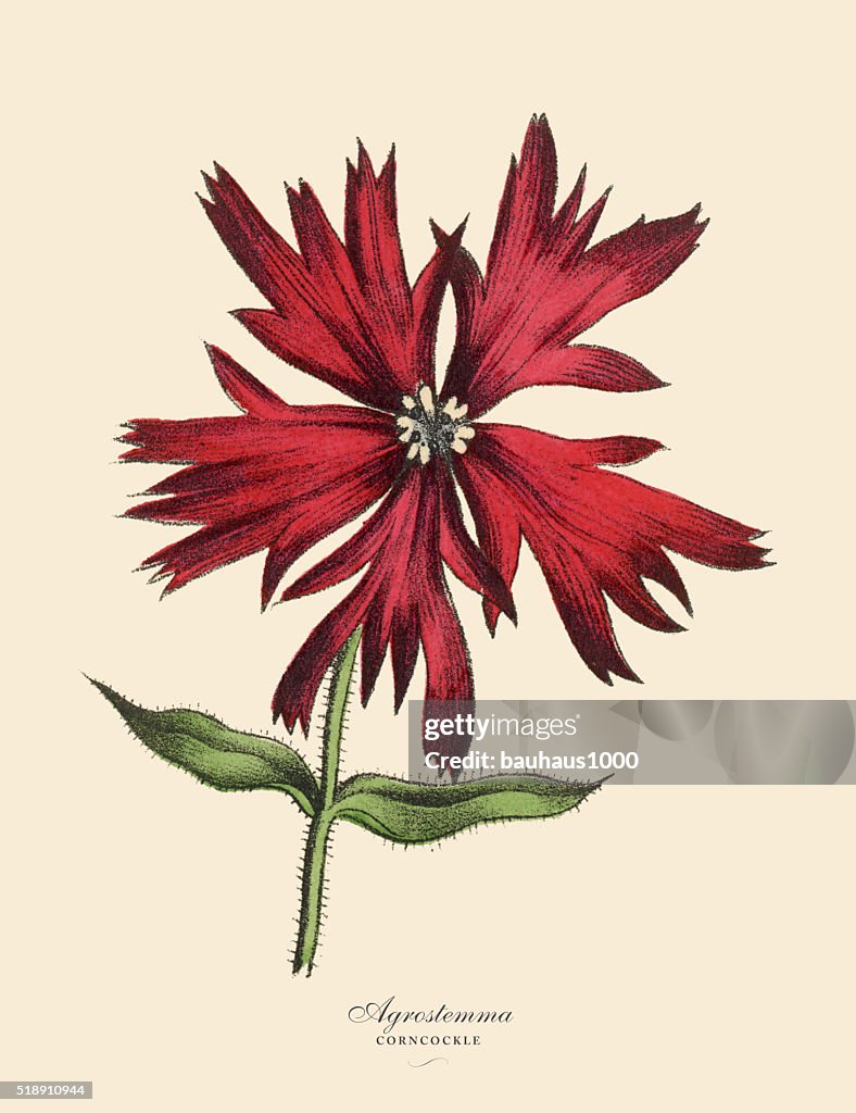 Acrostemma und Corncockle Pflanzen und viktorianische botanischen Illustrationen
