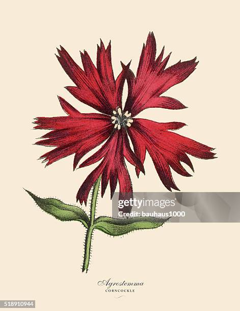 acrostemma and corncockle plants, victorian botanical illustration - agrostemma githago stock illustrations