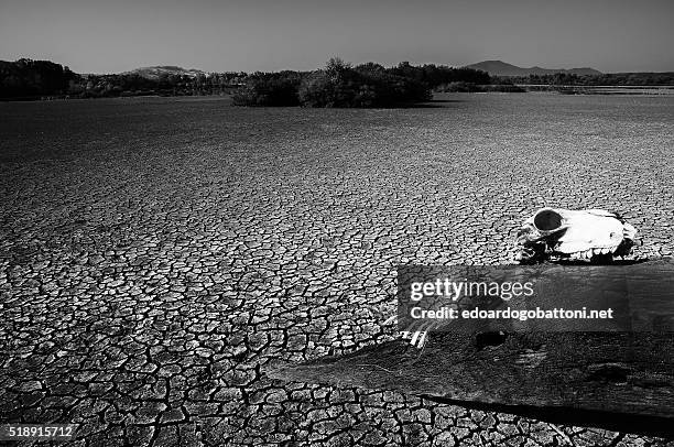 decay and death - edoardogobattoninet stock pictures, royalty-free photos & images