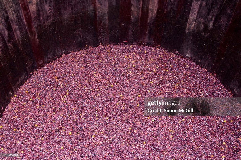 Wine Harvest