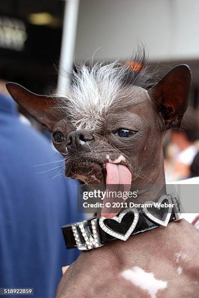 pampered pooches - ugliest dog contest stock pictures, royalty-free photos & images