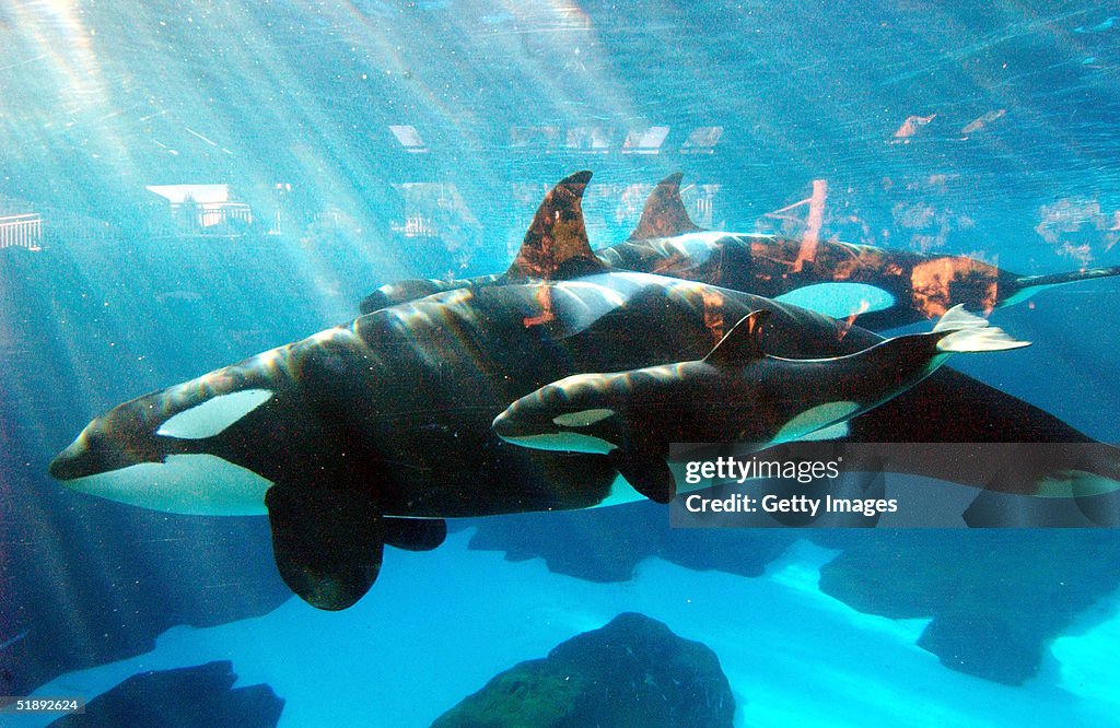 Killer Whale Born At SeaWorld San Diego