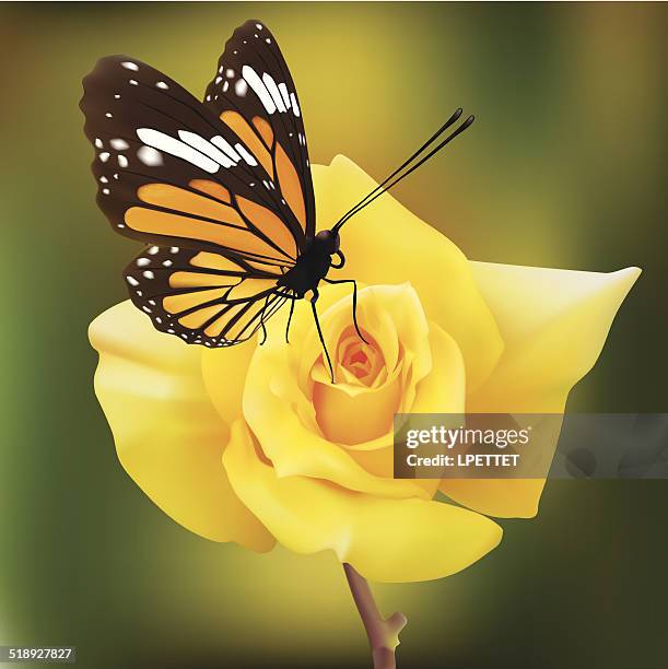 common tiger butterfly on a yellow rose - vector - rose garden yellow stock illustrations