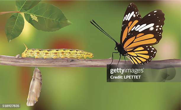 ilustrações de stock, clip art, desenhos animados e ícones de ciclo de vida de insectos-vectores - ciclo de vida