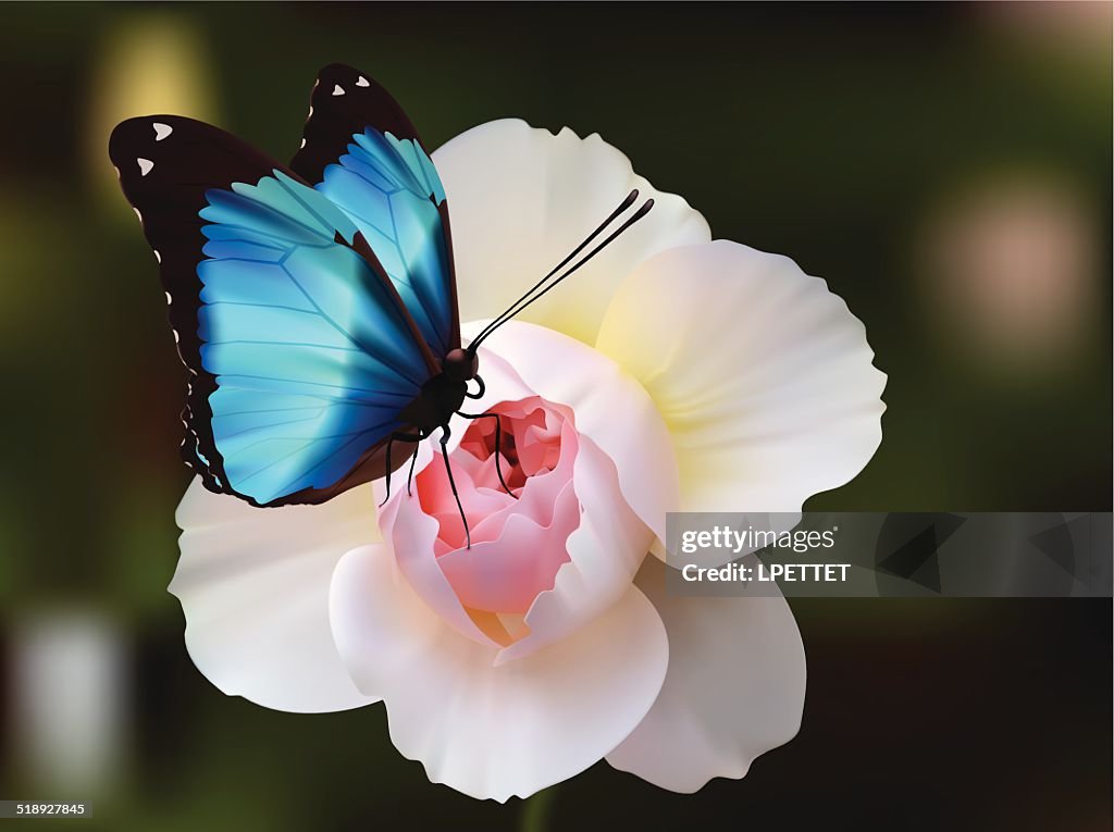 Deidamia Morpho Butterfly - Vector
