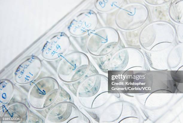 Assay Testing Plate 83 Assay Chemistry Stock Photos, High-Res Pictures, and Images - Getty ...