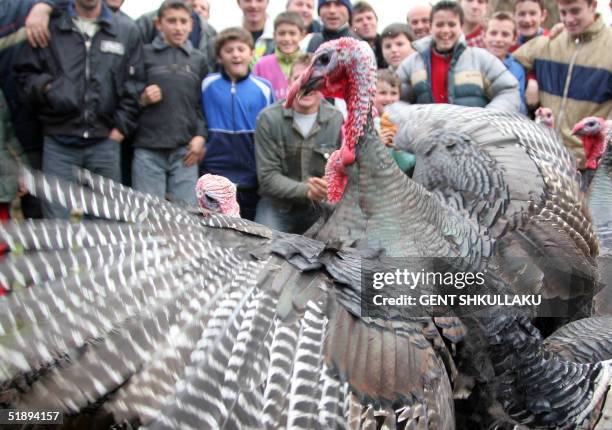 Two Turkeys Arguing 309 Turkeys Fighting Stock Photos, High-Res Pictures, and Images ...