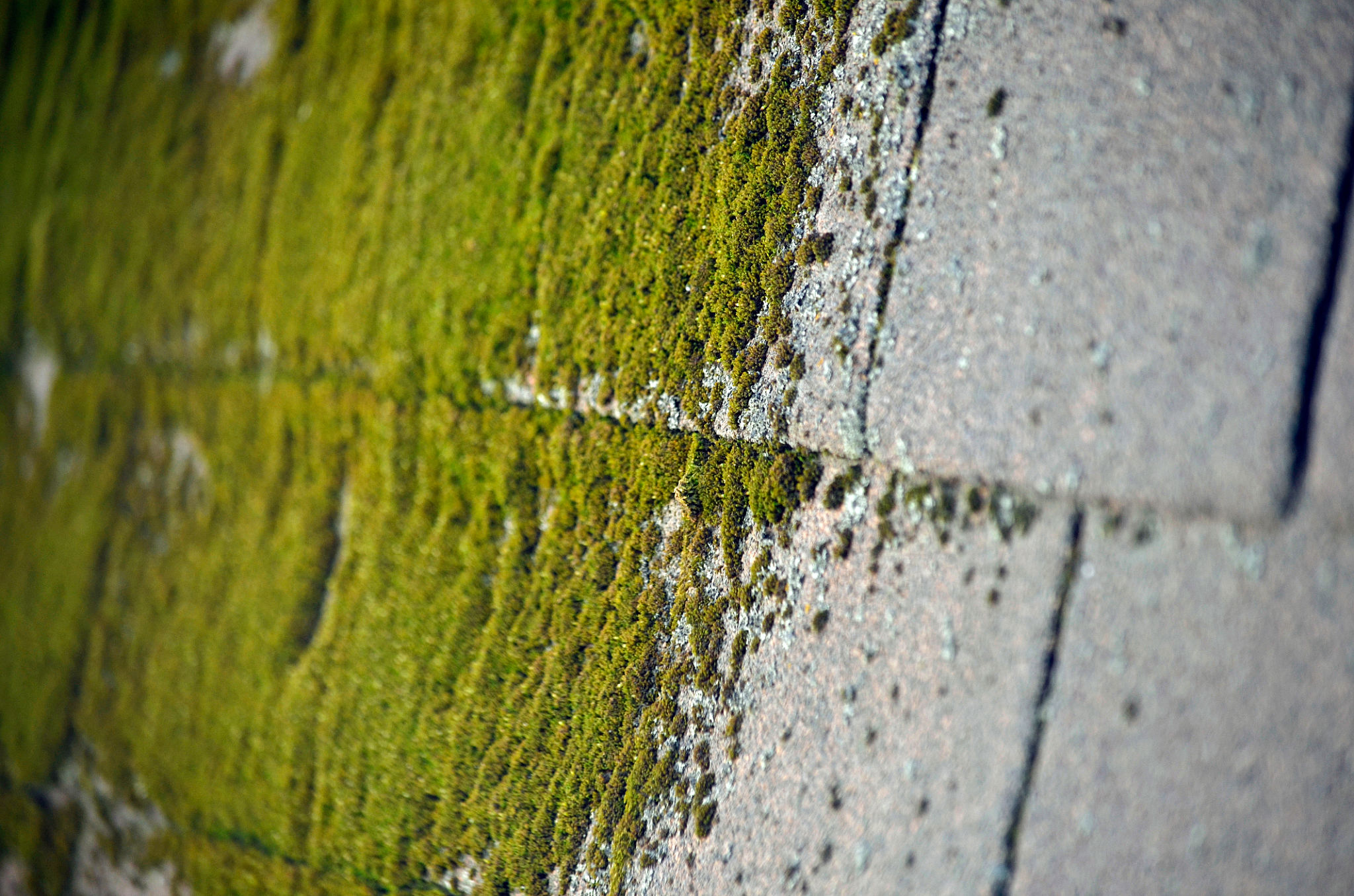 Green Moss Green Moss