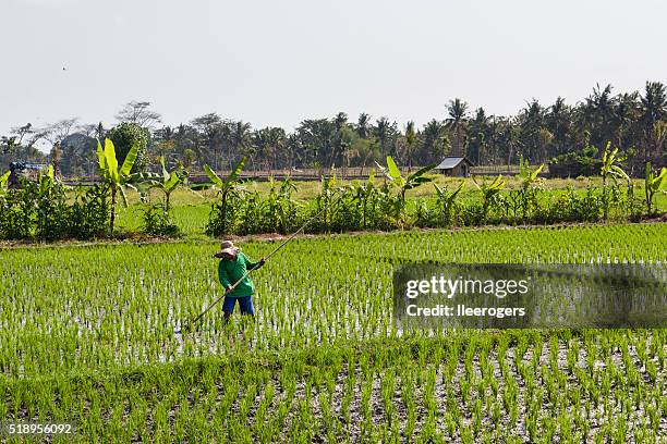 farmer maintaining a rice paddy in ubud, bali, indonesia - ubud rice fields stock pictures, royalty-free photos & images