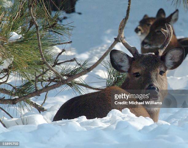 White tail deer near New Haven, Ohio looks unhappy at having to eat pine tree needles for food since his normal supply of grass and weeds was burried...