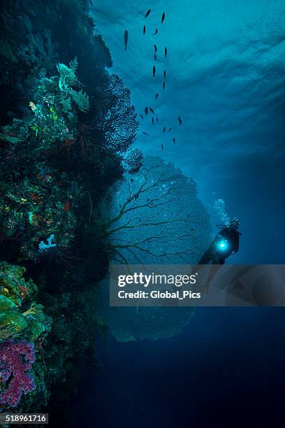 diving the drop off's in palau - micronesia - deep sea diving stockfoto's en -beelden