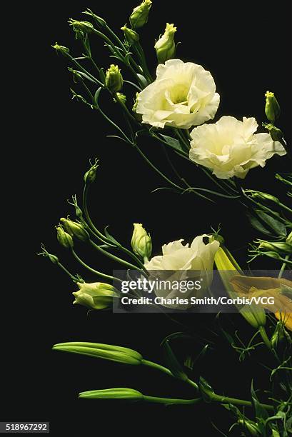 daylily with white godetia - godetia stock pictures, royalty-free photos & images