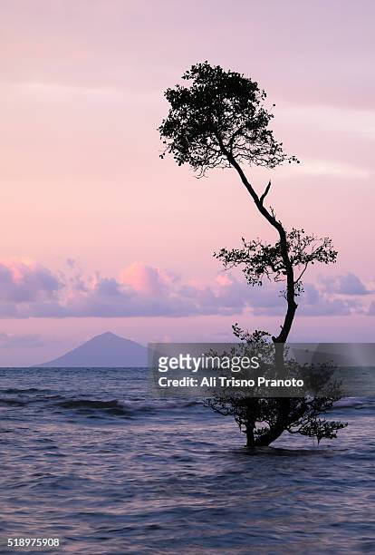 a tree in the sea of anyer area with anak krakatau mountain far behind - krakatau island stock pictures, royalty-free photos & images