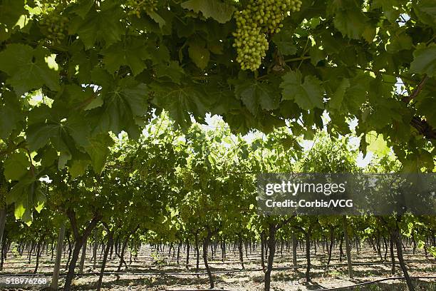 low angle view of grapevines in a vineyard - low hanging fruit stock pictures, royalty-free photos & images