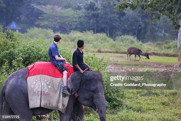 indonesia: elephant safari at way kambas national park - lampung stock pictures, royalty-free photos & images
