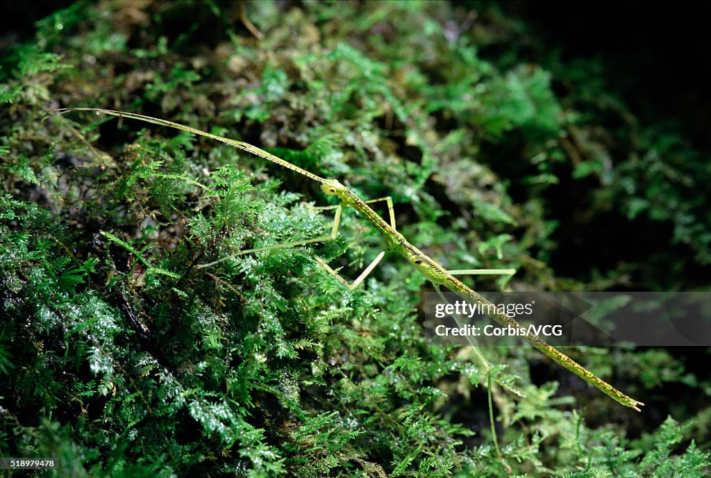 Portrait of a Stick Insect, (Phasmida), on moss,