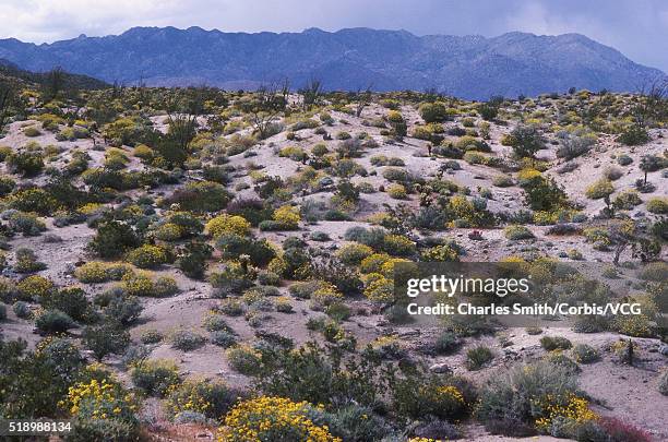 anza-borrego desert state park - chaparral bildbanksfoton och bilder