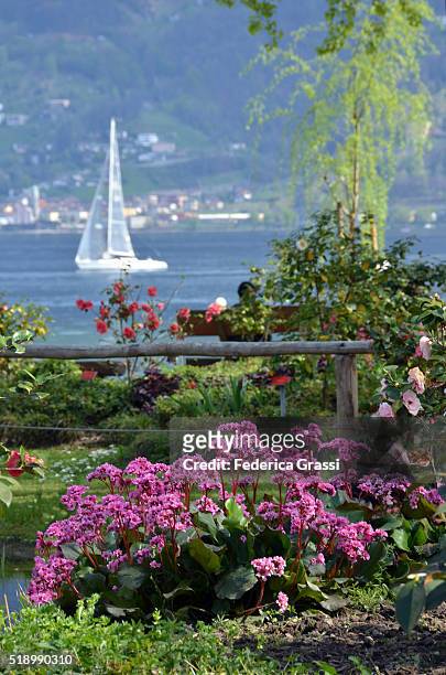 a day on lake maggiore, locarno, ticino, switzerland - camellia stock-fotos und bilder