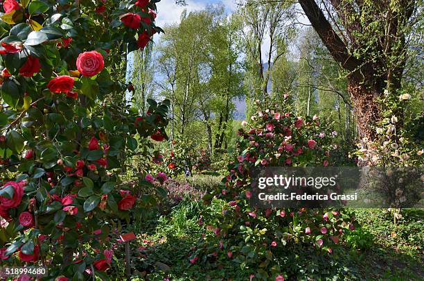 colorful flowering camellias, locarno, lake maggiore, switzerland - camellia stock-fotos und bilder