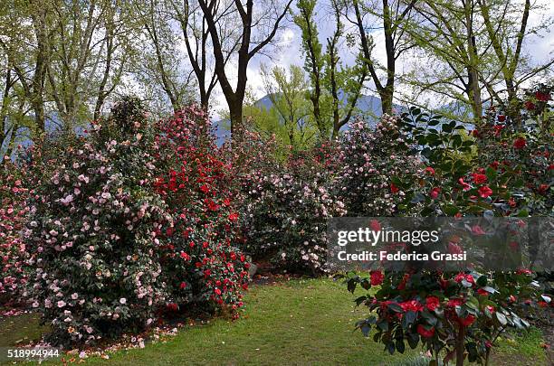 camellias in full bloom, locarno, lake maggiore, southern switzerland - locarno fotografías e imágenes de stock