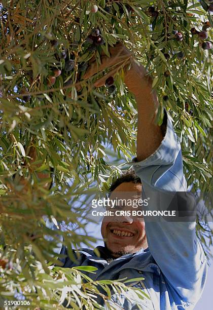 Man pick olives for the extraction of oil in one of the grooves surrounding the Siwa Oasis village 21 December. Siwa, the most inaccessible of all...