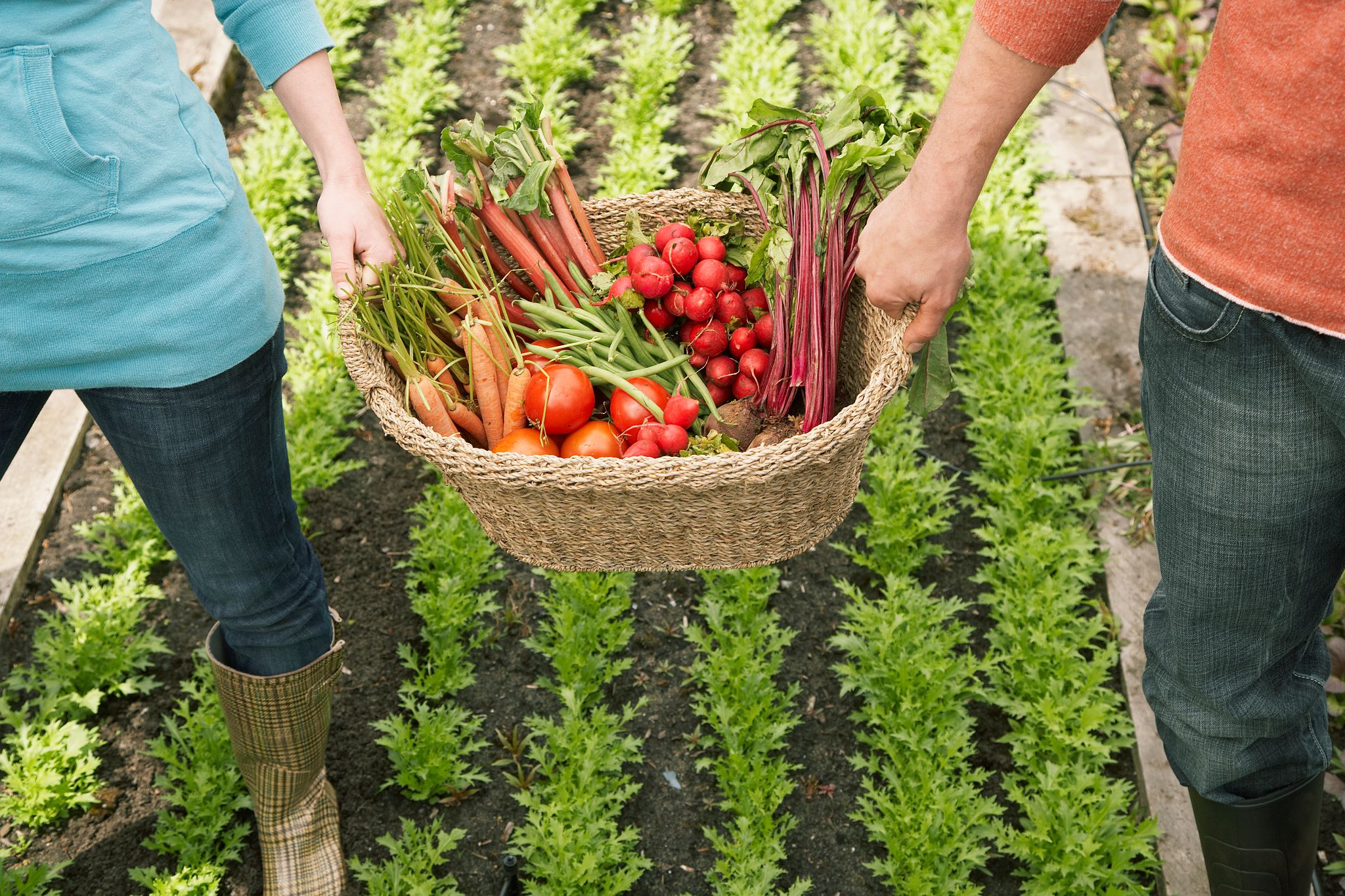 Man and woman carrying vegetables in basket Man and woman carrying vegetables in basket