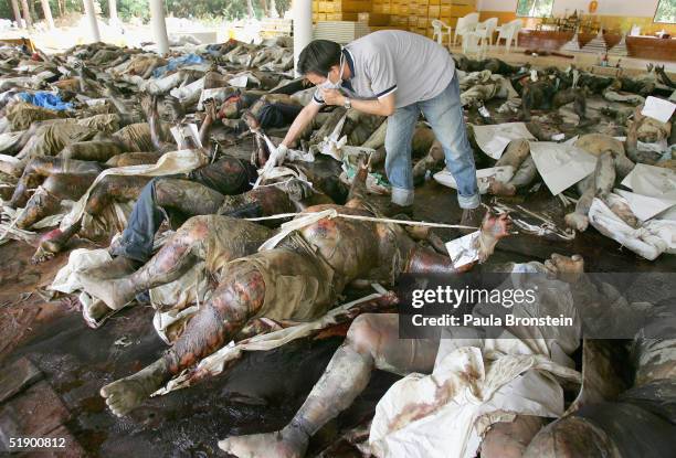 Man searches for his relatives in a temple full of unidentified bodies at the Ban Muang temple which has become a makeshift morgue on December 29,...