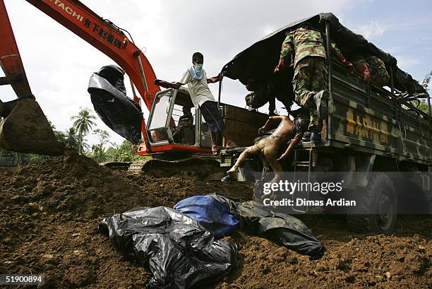 Indonesian soldiers dump unknown dead bodies from Sunday's earthquake and tsunamis into a common mass grave on December 29 in Banda Aceh, Sumatra,...