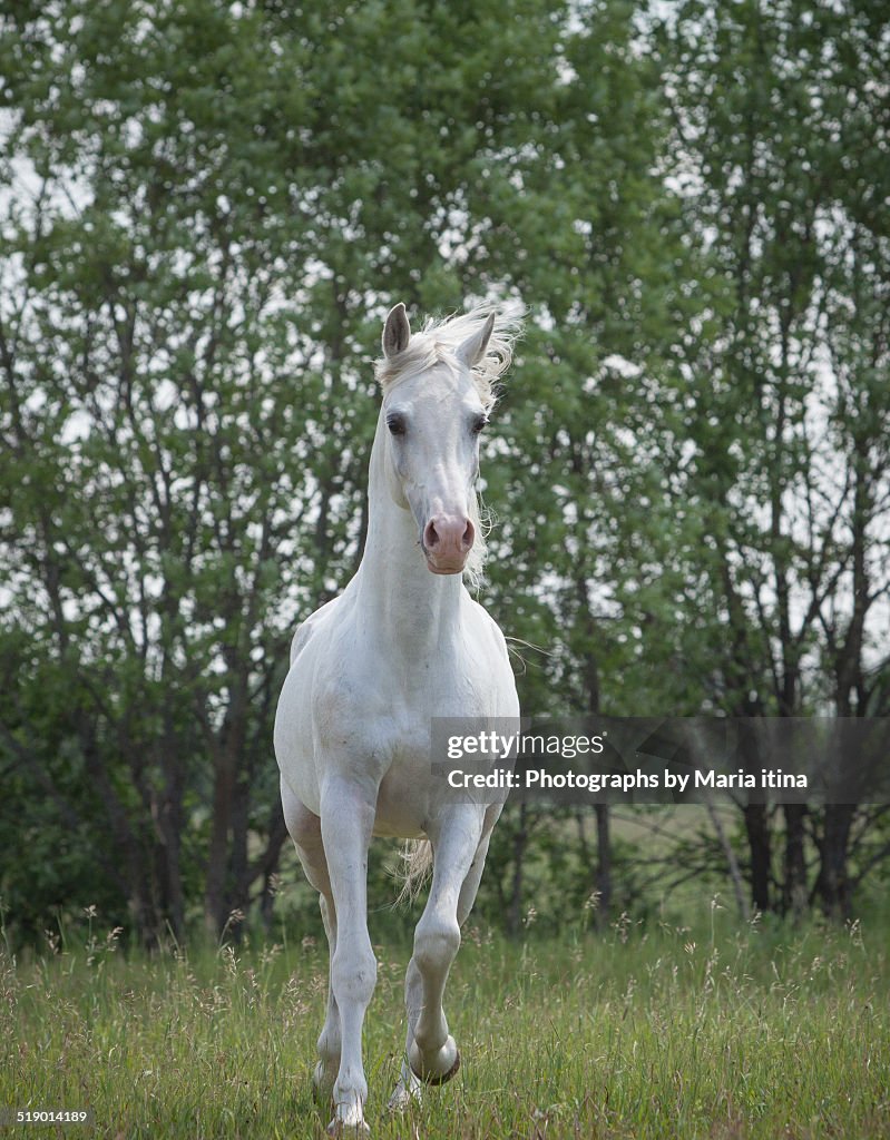 White arab stallion