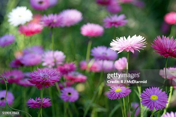 strawflower in sunlight - strohblume stock-fotos und bilder