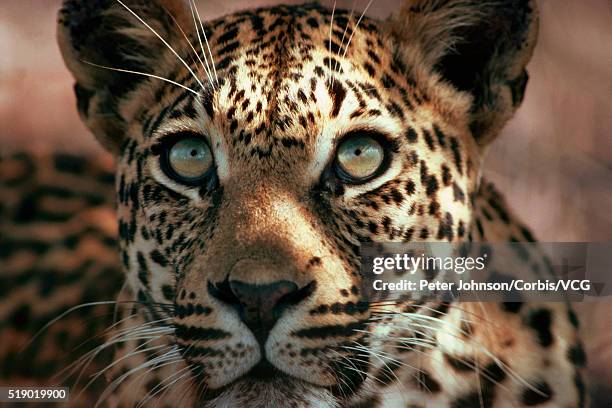 leopard cub - londolozi private game reserve stockfoto's en -beelden