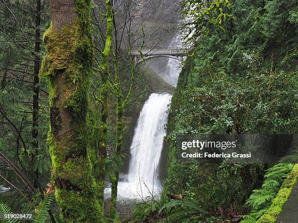 multnomah falls in the mist, oregon - portland oregon columbia river gorge stock pictures, royalty-free photos & images