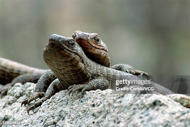 giant plated lizards - plated lizard stock pictures, royalty-free photos & images