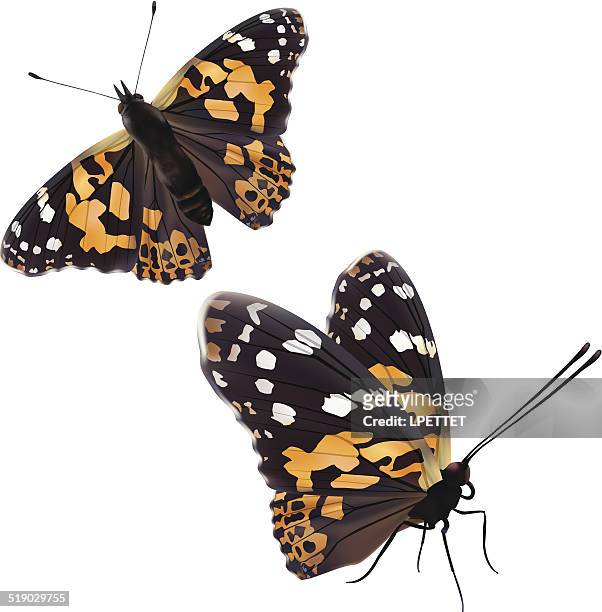 painted lady butterfly isolated on white- vector - painted lady butterfly stock illustrations