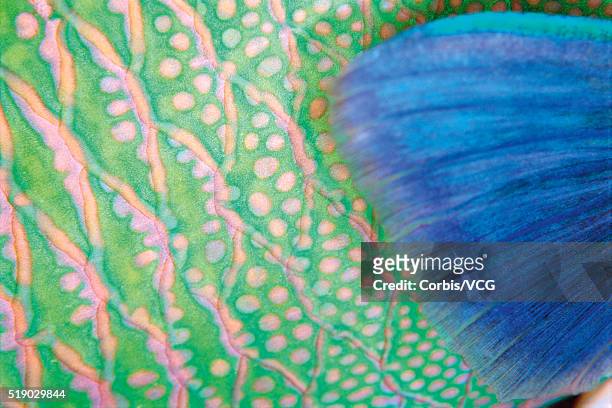 fin and scales of a bicolor parrotfish - bicolour parrotfish stock pictures, royalty-free photos & images