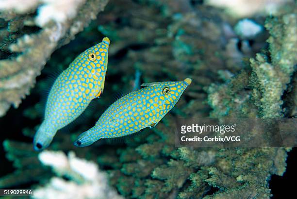 harlequin filefish - harlequin filefish stock-fotos und bilder