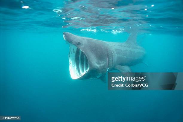 basking shark - basking shark stock-fotos und bilder