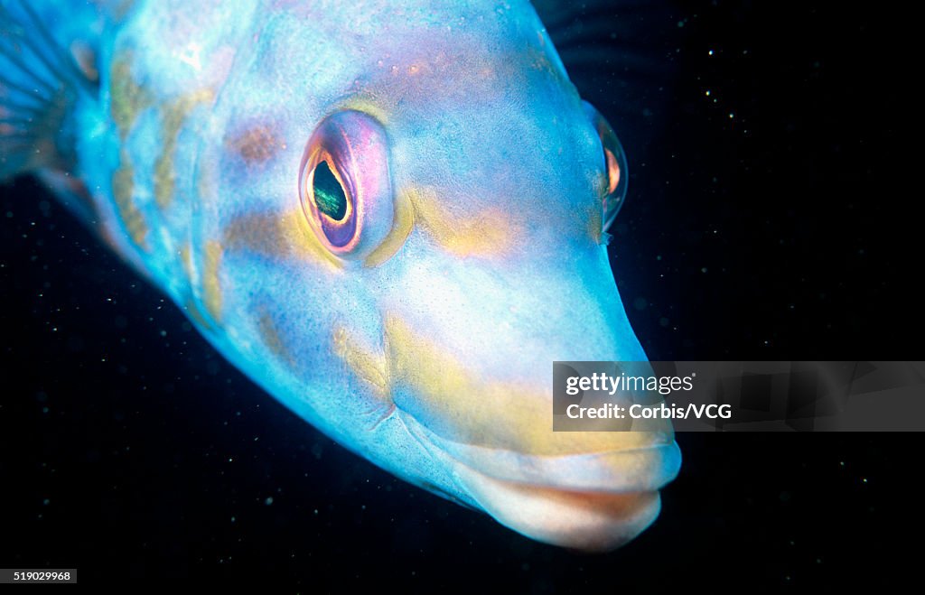 Cuckoo Wrasse or Labrus Bimaculatus