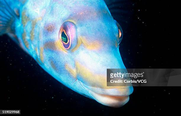 cuckoo wrasse or labrus bimaculatus - cuckoo wrasse stock pictures, royalty-free photos & images