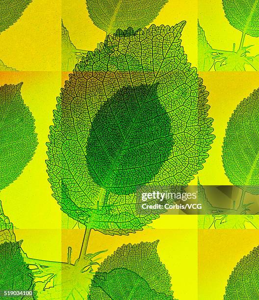 6,380 Corbis Outline Stock Photos, High-Res Pictures, and Images