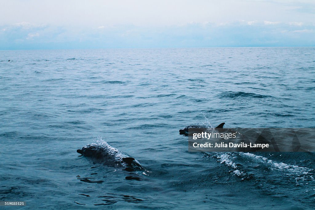 Pantropical spotted dolphins