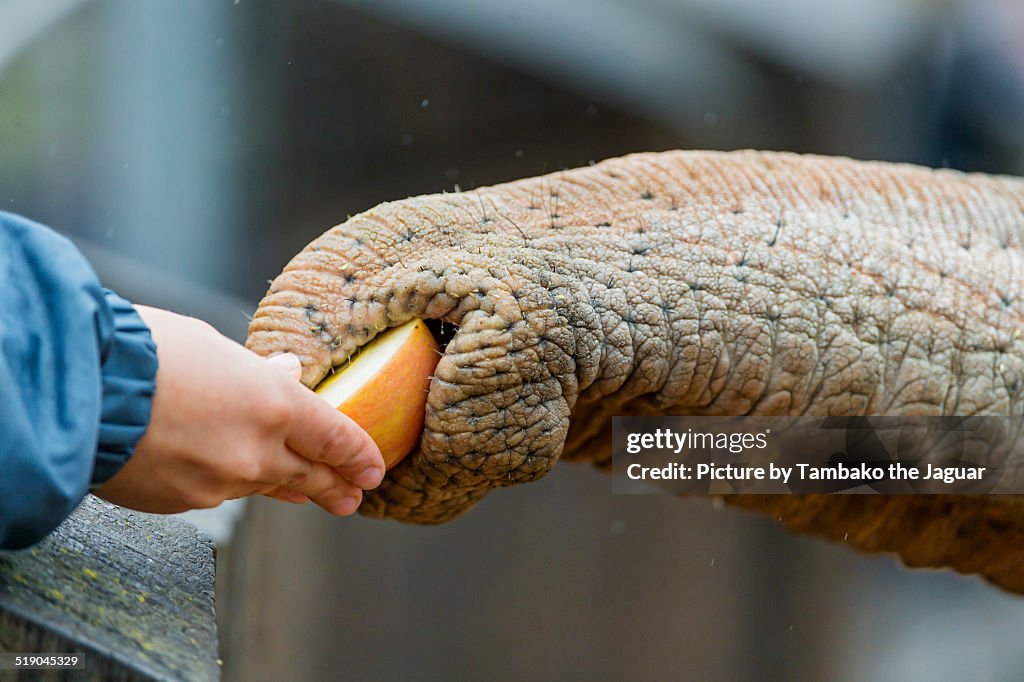 Feeding the elephant