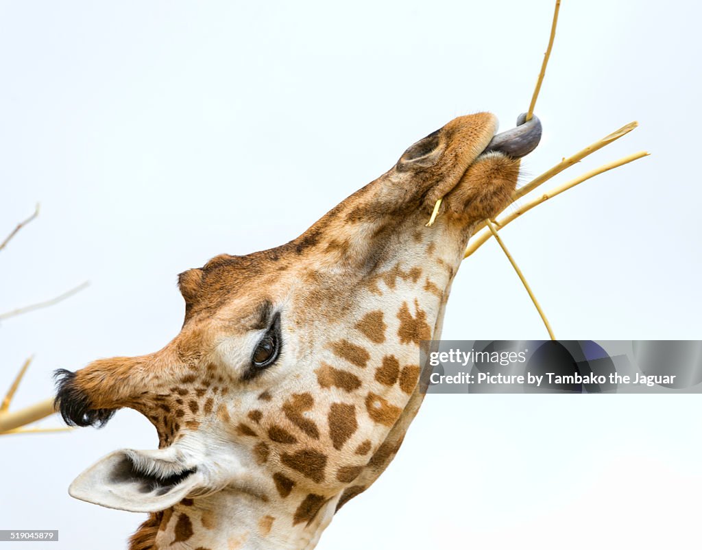 Giraffe eating twigs