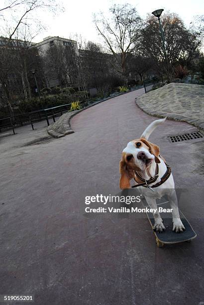skateboarding dog - skateboard park imagens e fotografias de stock