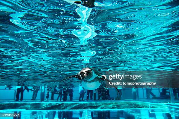 penguin swimming - japan penguin stock-fotos und bilder