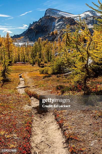 hike of the larches - leckert stockfoto's en -beelden