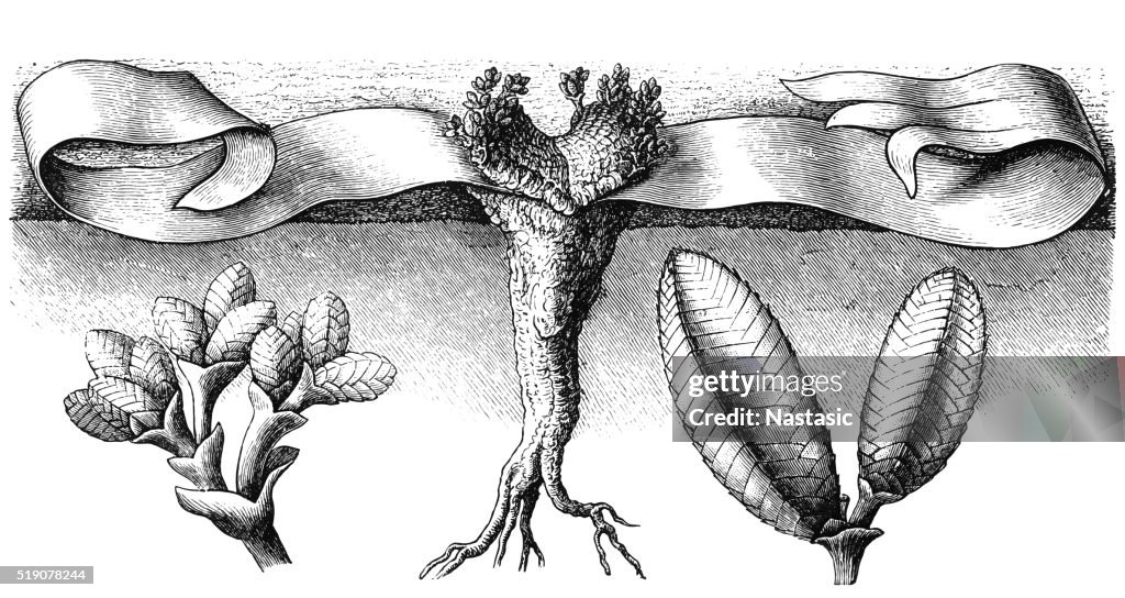 Welwitschia Mirabilis