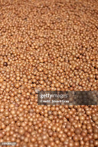 macadamia nuts in an organic farm, guatemala - macadamia nut 個照片及圖片檔